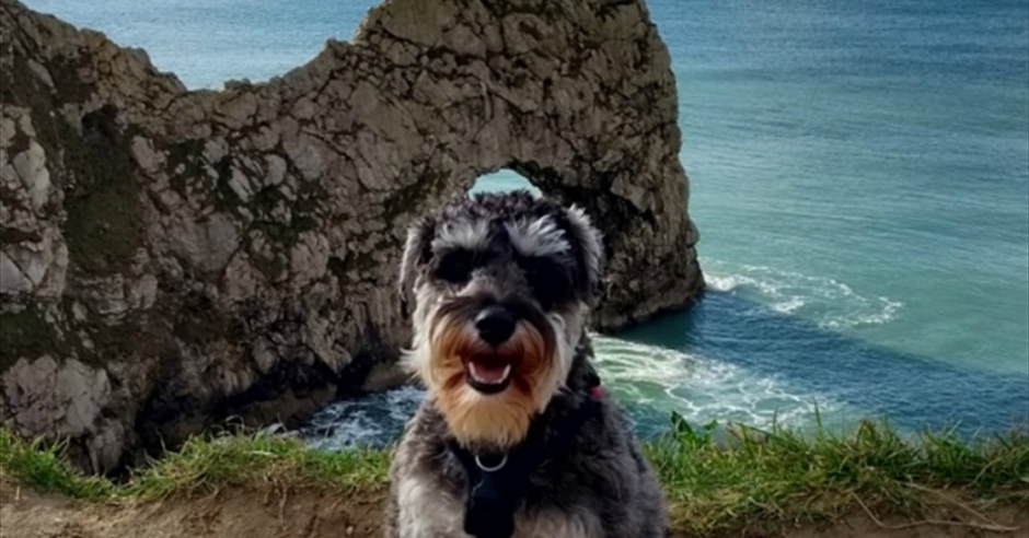 places to visit in dorset with dogs